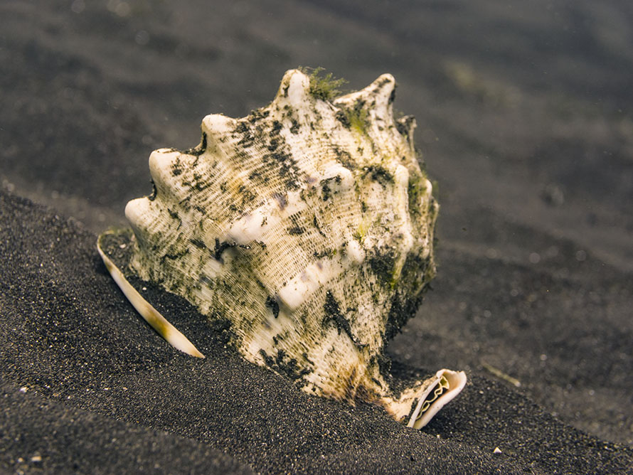 Murex sp.